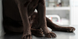 trasporto degli animali verso una clinica veterinaria