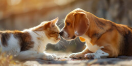 Ambulanza veterinaria magenta e provincia di Milano