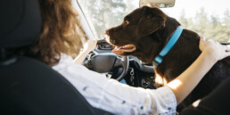 Ambulanza veterinaria vs trasporto privato
