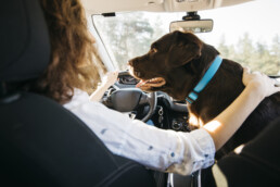 Ambulanza veterinaria vs trasporto privato