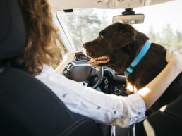Ambulanza veterinaria vs trasporto privato