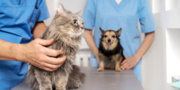 Trasporto animali domestici per visite mediche: l'ambulanza veterinaria