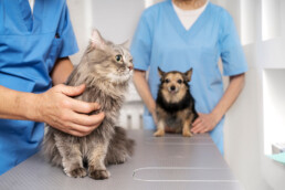 Trasporto animali domestici per visite mediche: l'ambulanza veterinaria