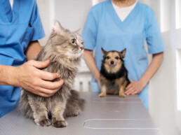Trasporto animali domestici per visite mediche: l'ambulanza veterinaria