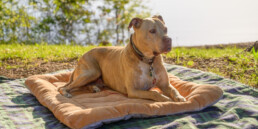 Combattere il caldo estivo per gli animali domestici