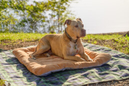 Combattere il caldo estivo per gli animali domestici
