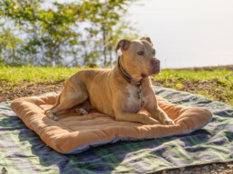 Combattere il caldo estivo per gli animali domestici