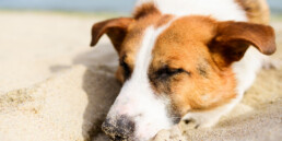 Ambulanza veterinaria in caso di emergenze estive