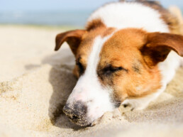 Ambulanza veterinaria in caso di emergenze estive
