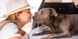 Trasporto animali in estate: come garantire sicurezza e benessere durante i viaggi