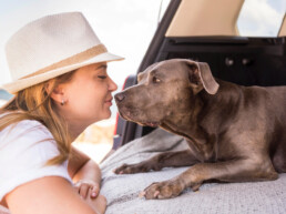 Trasporto animali in estate: come garantire sicurezza e benessere durante i viaggi