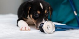 Ambulanza veterinaria in estate: come garantire un trasporto sicuro e senza stress per il tuo animale