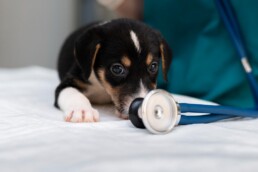 Ambulanza veterinaria in estate: come garantire un trasporto sicuro e senza stress per il tuo animale