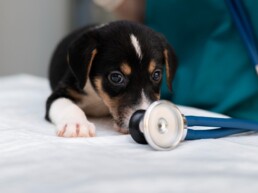 Ambulanza veterinaria in estate: come garantire un trasporto sicuro e senza stress per il tuo animale
