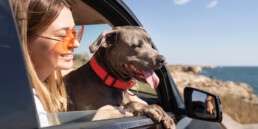 Estate e animali domestici: come viaggiare in auto in sicurezza e prevenire colpi di calore