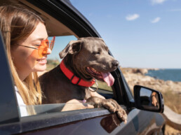 Estate e animali domestici: come viaggiare in auto in sicurezza e prevenire colpi di calore