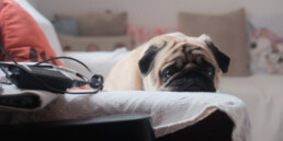 Estate e animali domestici: a chi rivolgersi per un'emergenza veterinaria fuori città