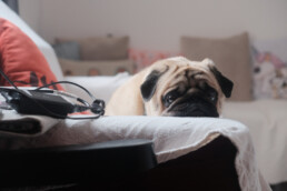 Estate e animali domestici: a chi rivolgersi per un'emergenza veterinaria fuori città