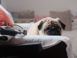 Estate e animali domestici: a chi rivolgersi per un'emergenza veterinaria fuori città
