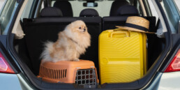 Estate e animali domestici: come organizzare un trasporto sicuro durante le vacanze