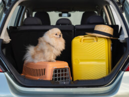 Estate e animali domestici: come organizzare un trasporto sicuro durante le vacanze