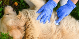 Pronto soccorso domestico per animali: cosa avere sempre a portata di mano