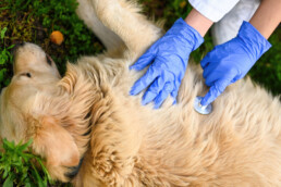 Pronto soccorso domestico per animali: cosa avere sempre a portata di mano