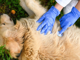 Pronto soccorso domestico per animali: cosa avere sempre a portata di mano