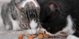 Alimenti tossici per cani e gatti: la guida completa ai cibi da evitare in casa