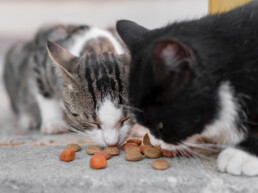 Alimenti tossici per cani e gatti: la guida completa ai cibi da evitare in casa