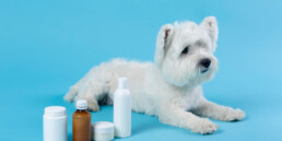 Animali domestici e farmaci: quali sono i più pericolosi in casa e come evitarne l’ingestione accidentale