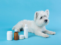 Animali domestici e farmaci: quali sono i più pericolosi in casa e come evitarne l’ingestione accidentale