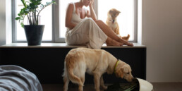 Animali domestici e pericoli in casa: come prevenire intossicazioni, traumi e incidenti comuni