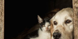 gestione animali durante emergenze