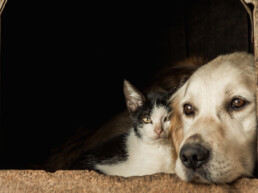 gestione animali durante emergenze