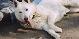 Cosa fare se un animale viene investito