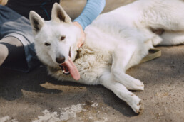 Cosa fare se un animale viene investito