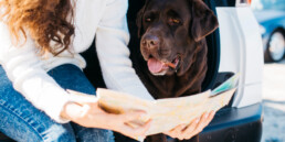 Trasporto di animali anziani e fragili