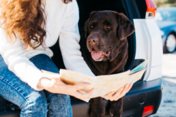 Trasporto di animali anziani e fragili