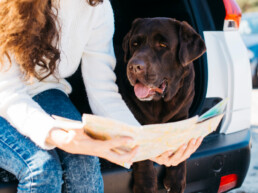 Trasporto di animali anziani e fragili