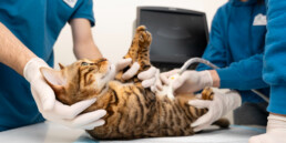 Assistenza veterinaria d’emergenza