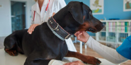 ambulanza veterinaria quando serve