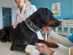 ambulanza veterinaria quando serve