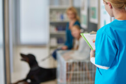 Rientro a casa dopo un ricovero veterinario