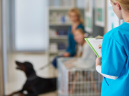 Rientro a casa dopo un ricovero veterinario