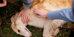 Emergenze veterinarie fuori casa