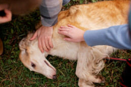 Emergenze veterinarie fuori casa