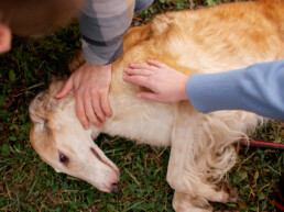 Emergenze veterinarie fuori casa